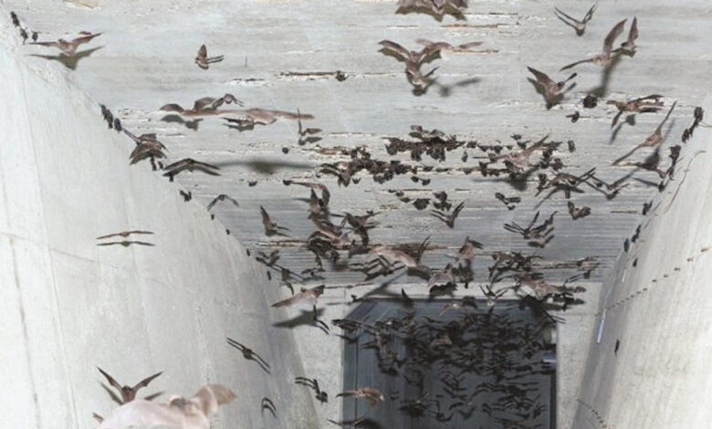 Микробиолог Доронина рассказала, как летучие мыши могут вызвать новую смертельную пандемию